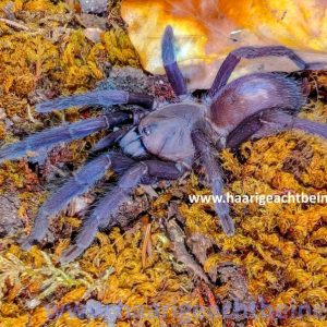 Orphnaecus sp. blue quezon