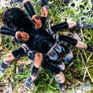 Abdomegaphobema mesomelas