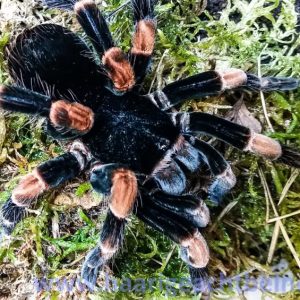 Abdomegaphobema mesomelas