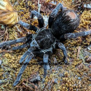 Pamphobeteus antinous