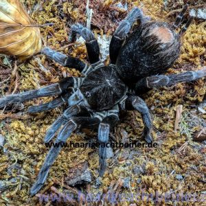 Pamphobeteus antinous