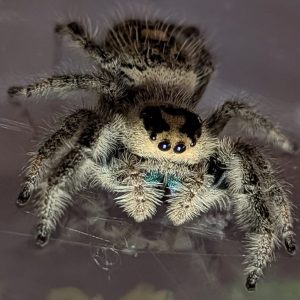 Phidippus regius Lee country Florida