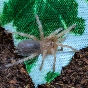 Grammostola rosea