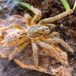 Pterinochilus lugardi