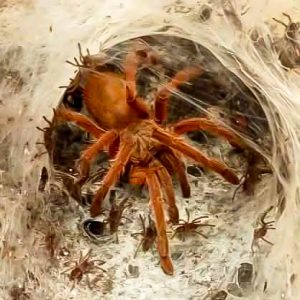 Chilobrachys sp. "uthai thani" orange