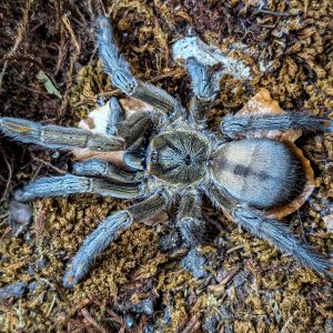 Psalmopoeus cambridgei