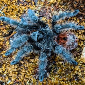 Grammostola iheringi