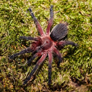 Dolichothele rufoniger